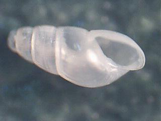 Odostomia sp ??   n 9